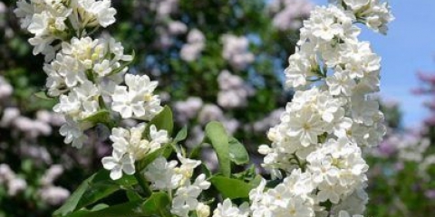Obični rochester lila: sadnja i njega